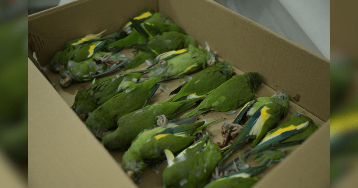 Aves são resgatadas após serem atropeladas em Manaus