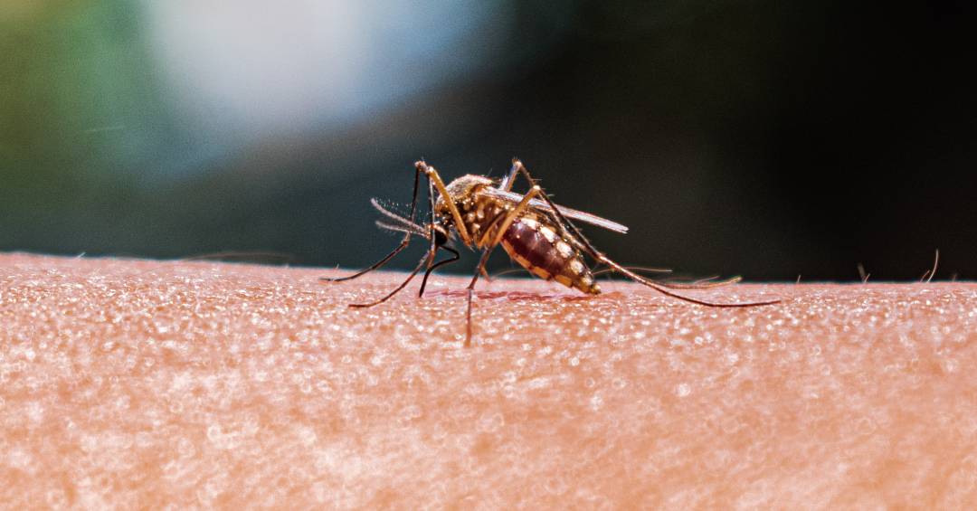 A IA que vai diagnosticar malária em 15 minutos