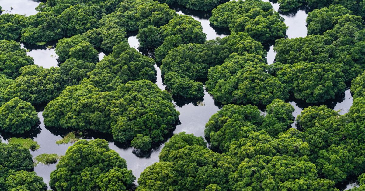 Filhote de onça-parda é encontrada morta próxima à rodovia em SP