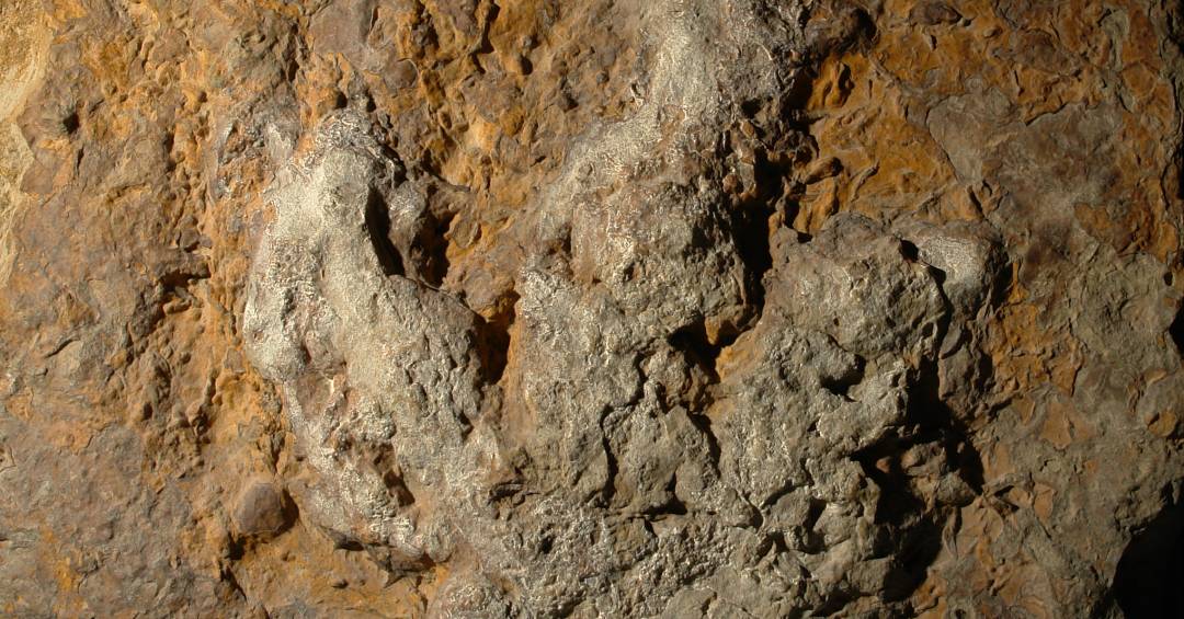 Aplicativo usa IA para identificar dinossauros por pegadas fósseis