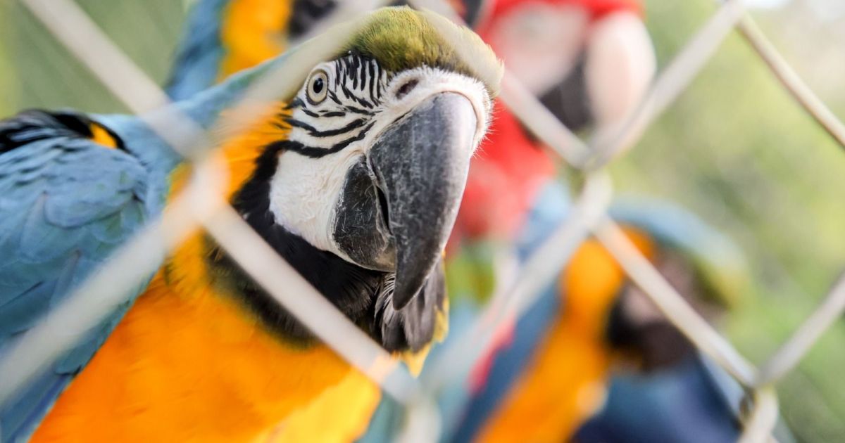 Grupo de venda de animais silvestres na internet é alvo de ação da PF em SP