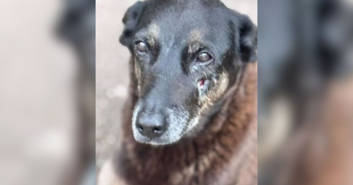 Caso Orelha: MP pede mais esclarecimentos sobre internação de menor