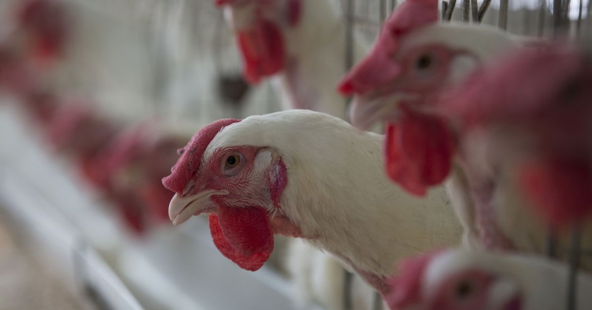 Argentina confirma segundo foco de gripe aviária em granja comercial