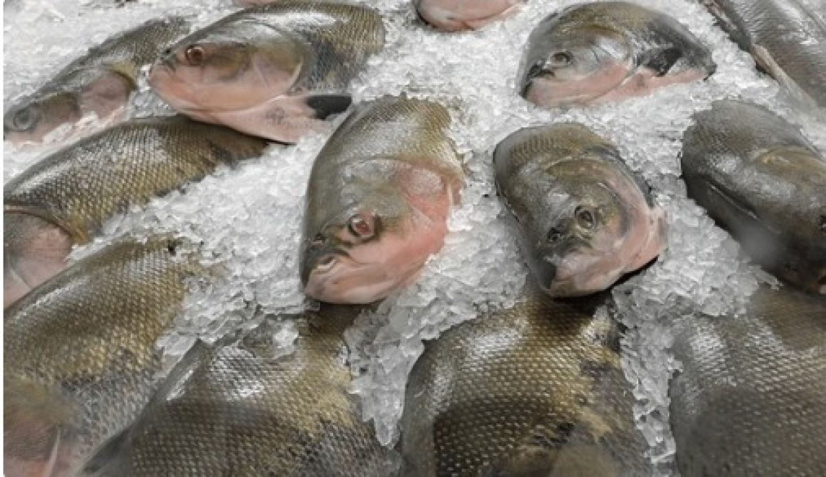Venda do Peixe Santo contempla 13 pontos em Cuiabá; veja locais…