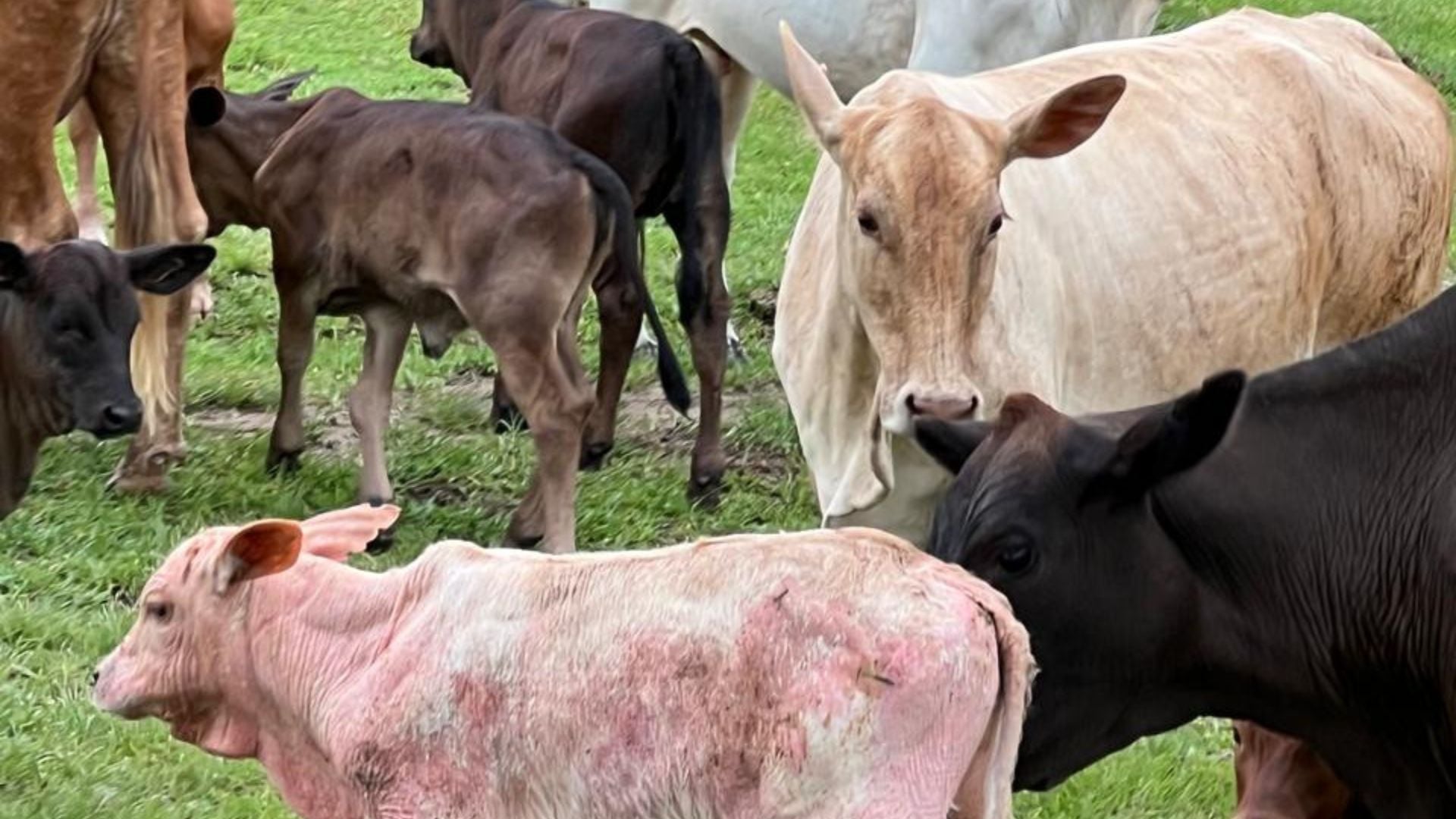 Problemas de pele em bezerros: como identificar e tratar?