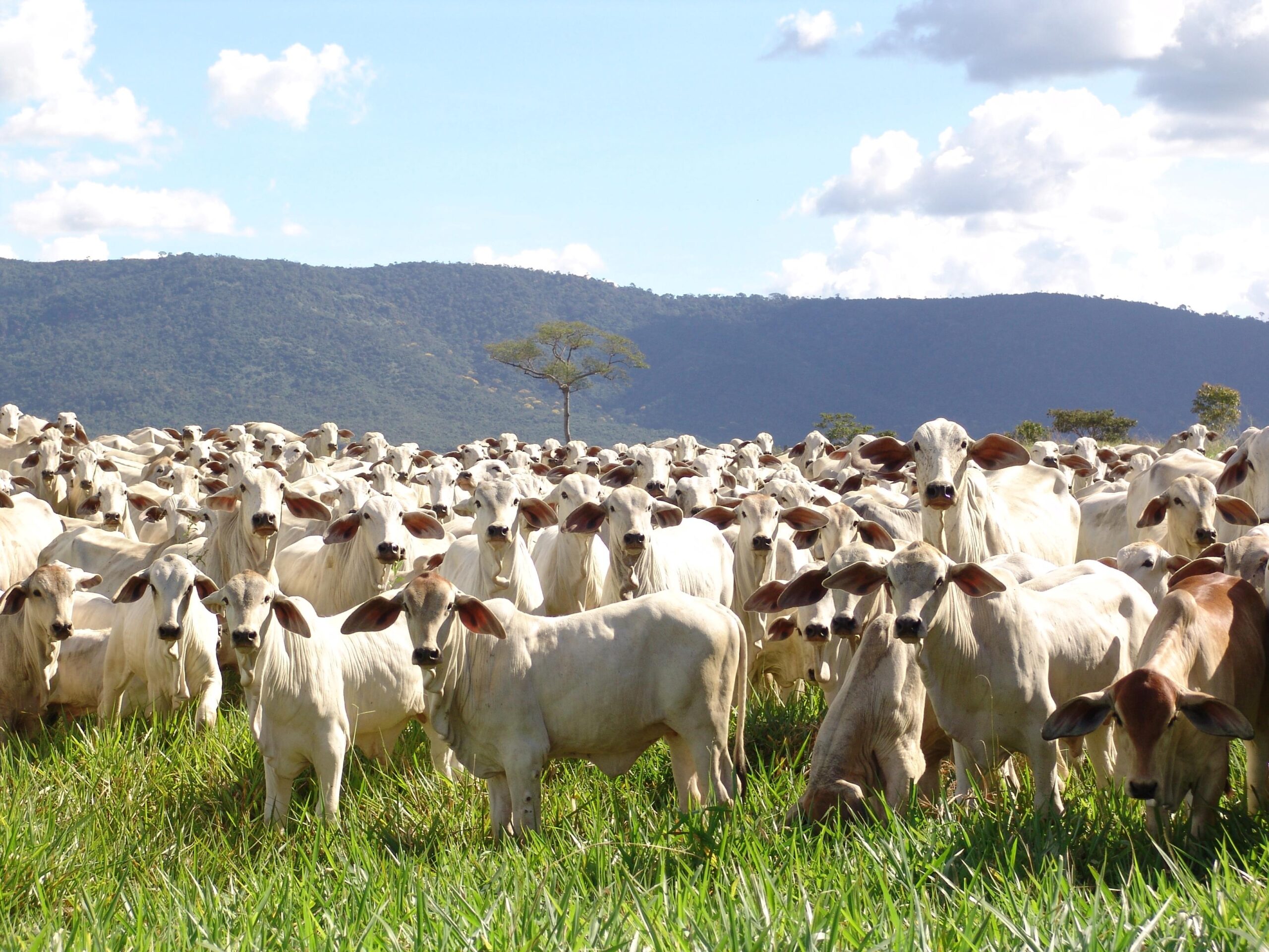 Aditivos para bezerros de desmama: como fazer a escolha correta?