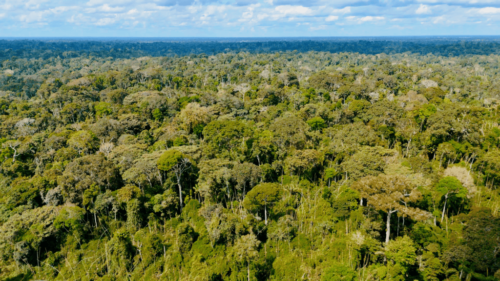 Acre regulamenta embargo remoto para combater desmatamento e queimadas com uso de satélite