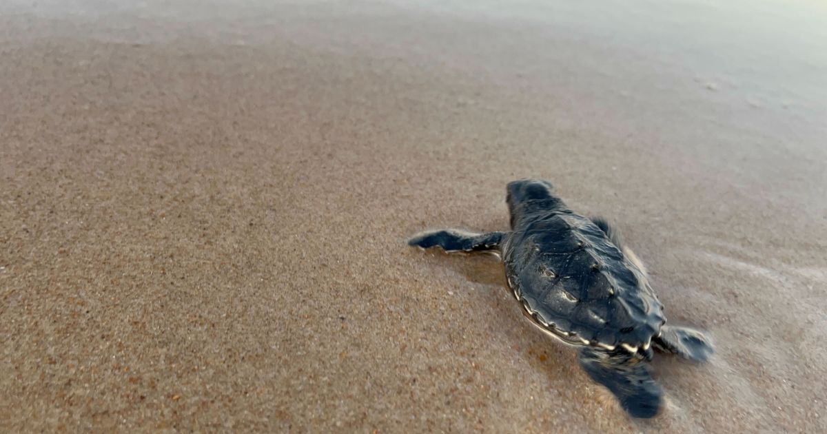 Um a cada mil filhotes de tartaruga sobrevive; veja luta pela preservação