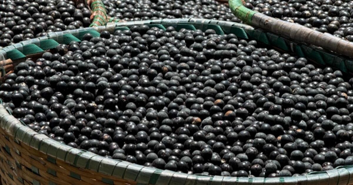 Pesquisa da UFPA indica que açaí pode combater ansiedade e depressão