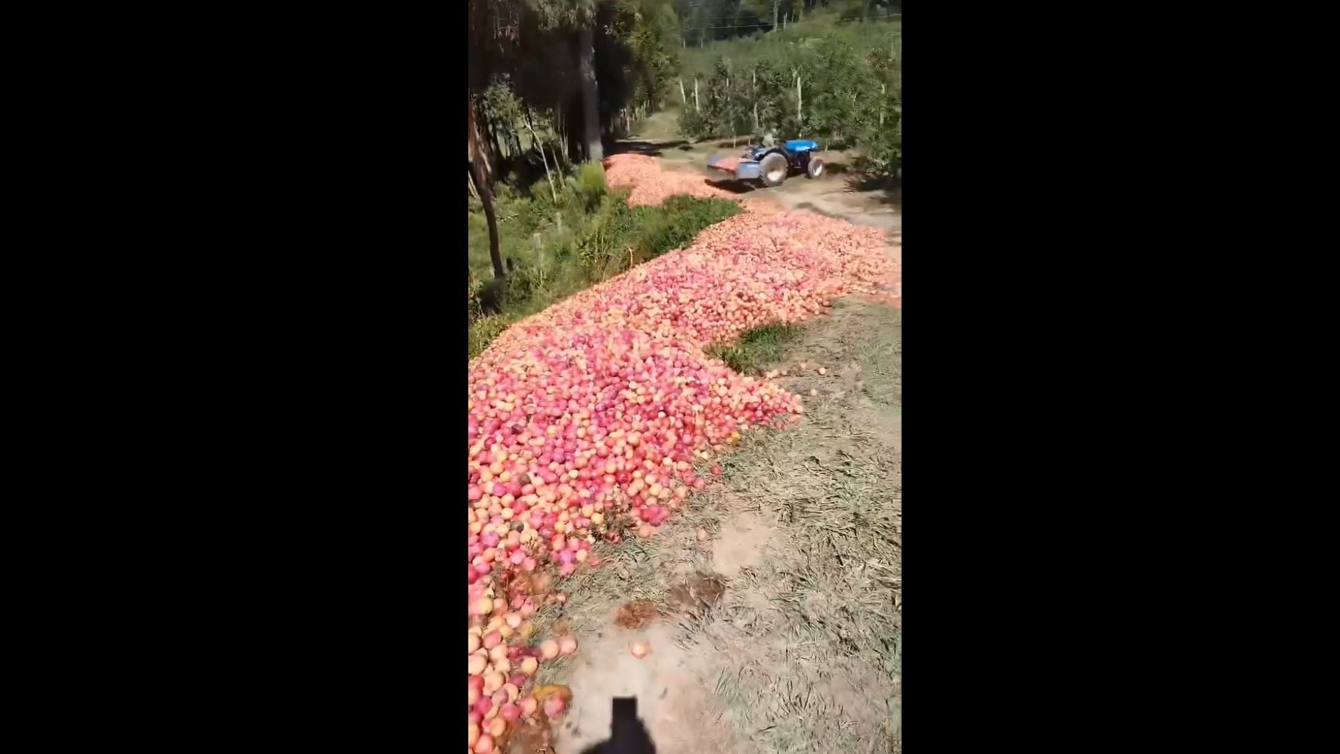 Produtor de SC perde mais de R$ 50 mil em ameixas e desabafa: ‘tenham força’