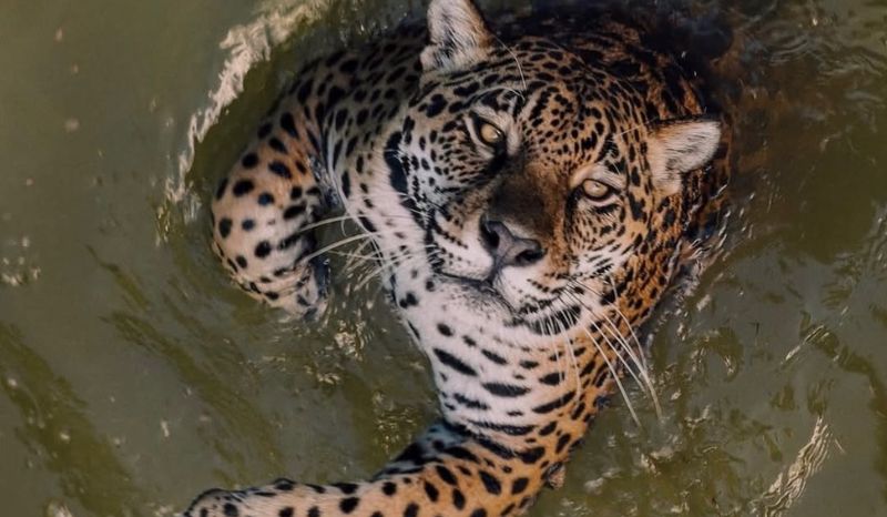 Onça-pintada impressiona ao encarar câmera em foto no Cigs, em Manaus