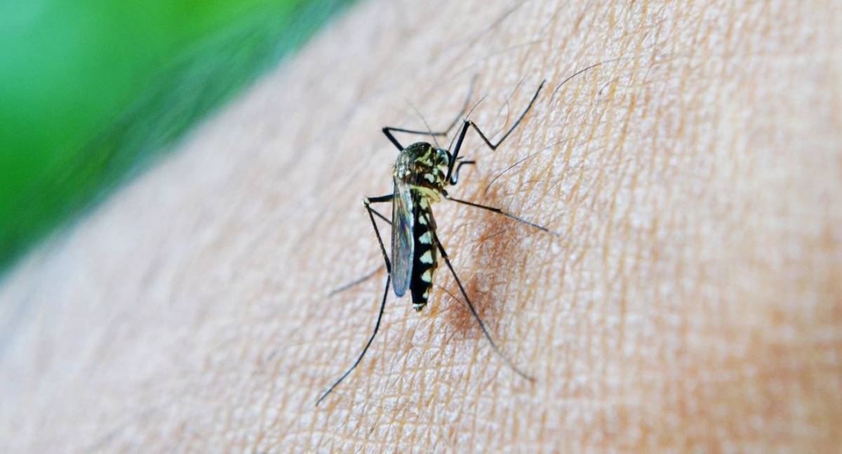 Governo federal reconhece emergência por Chikungunya em Dourados