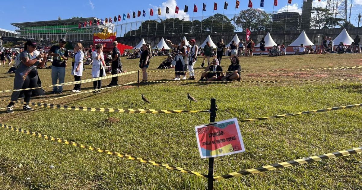 Lollapalooza isola família de quero-quero no gramado; veja fotos