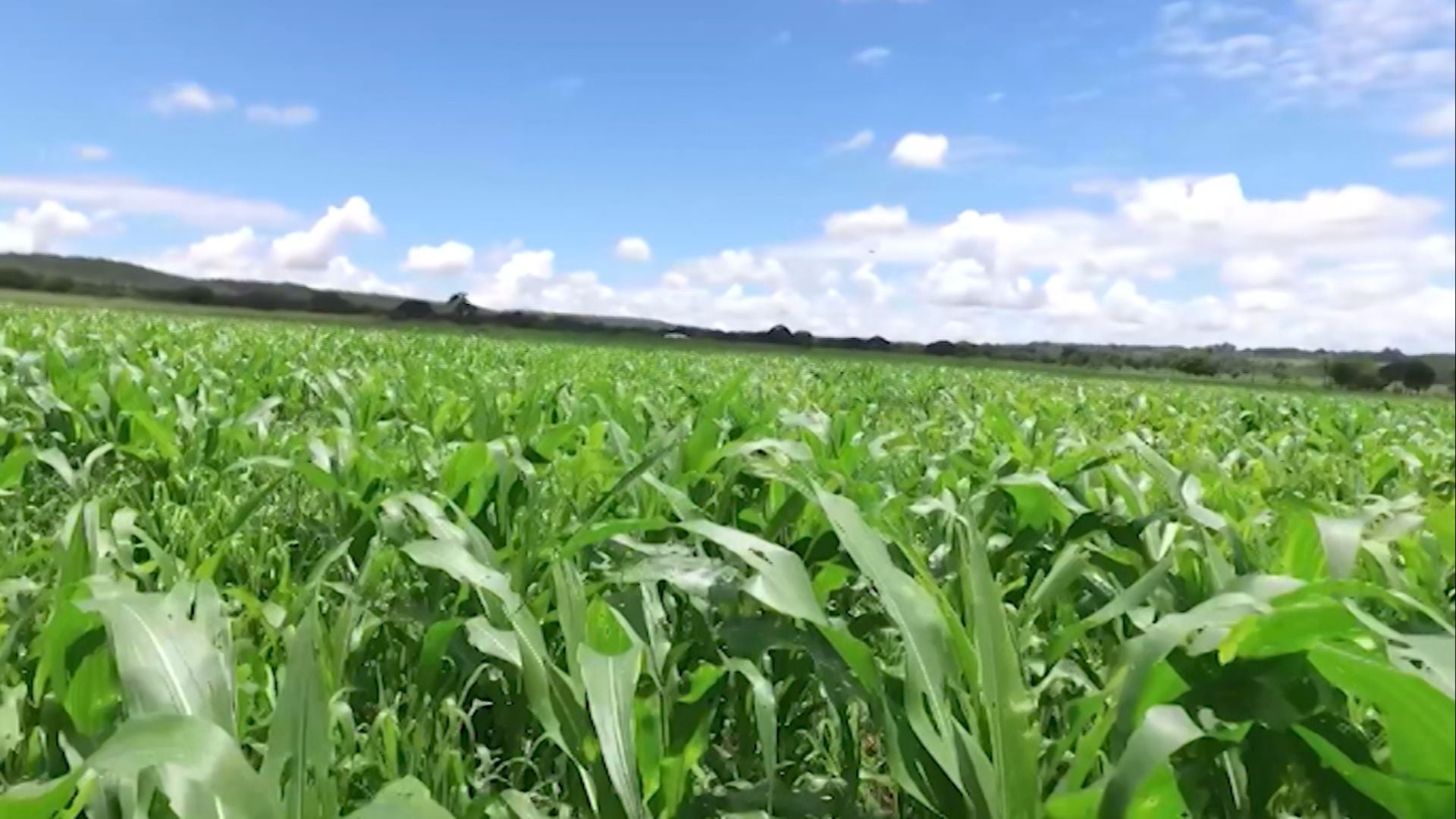 Produção de milho 1ª safra deve crescer 38% em SP, aponta projeção