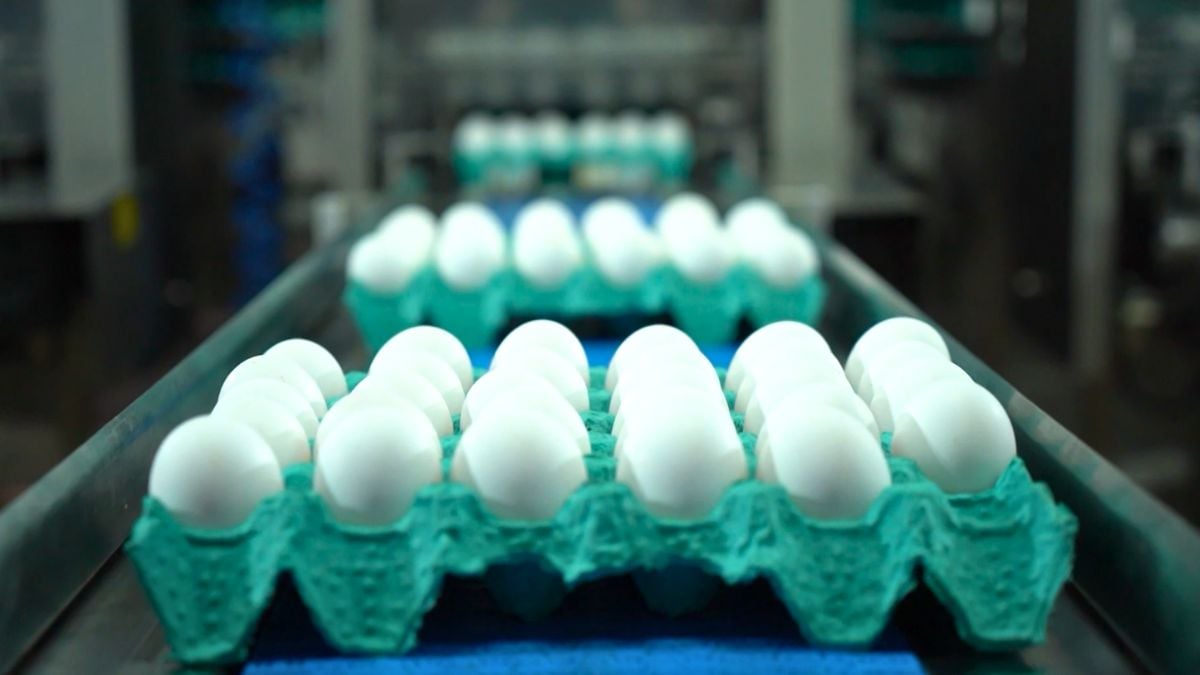 Produção de ovos no Brasil bate recorde em 2025, aponta IBGE
