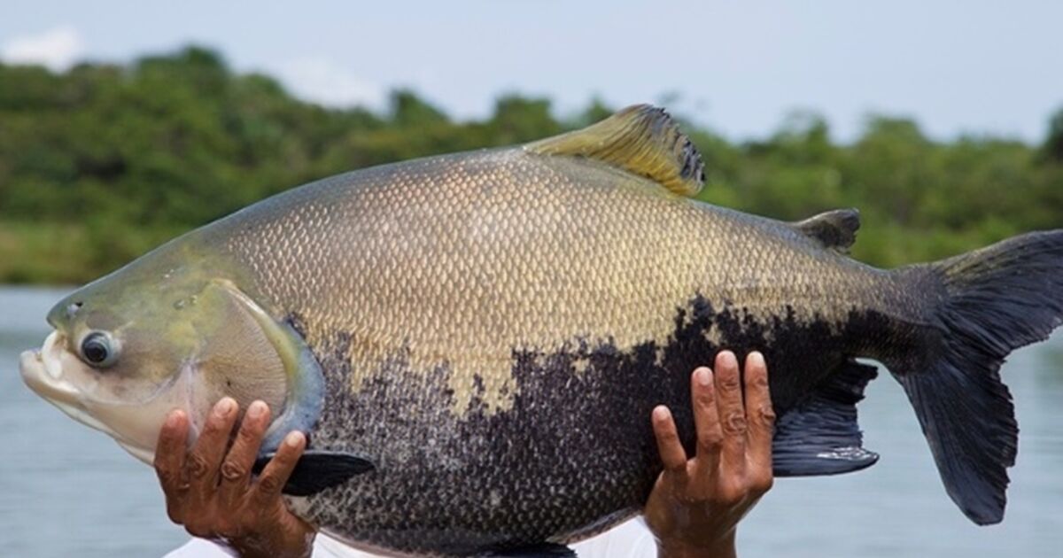 Período de defeso do tambaqui termina no Amazonas nesta terça