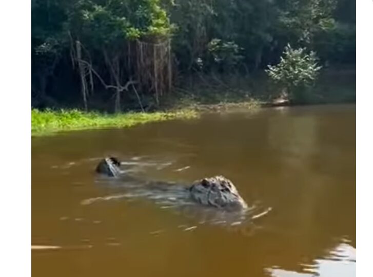 Jacaré tenta virar barco de pescadores; veja o momento