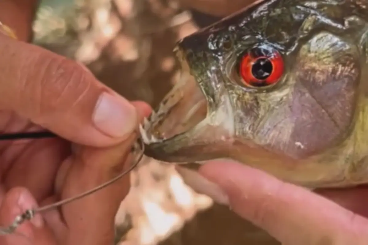 Turistas alertam para presença de piranhas em lago de Caldas Novas