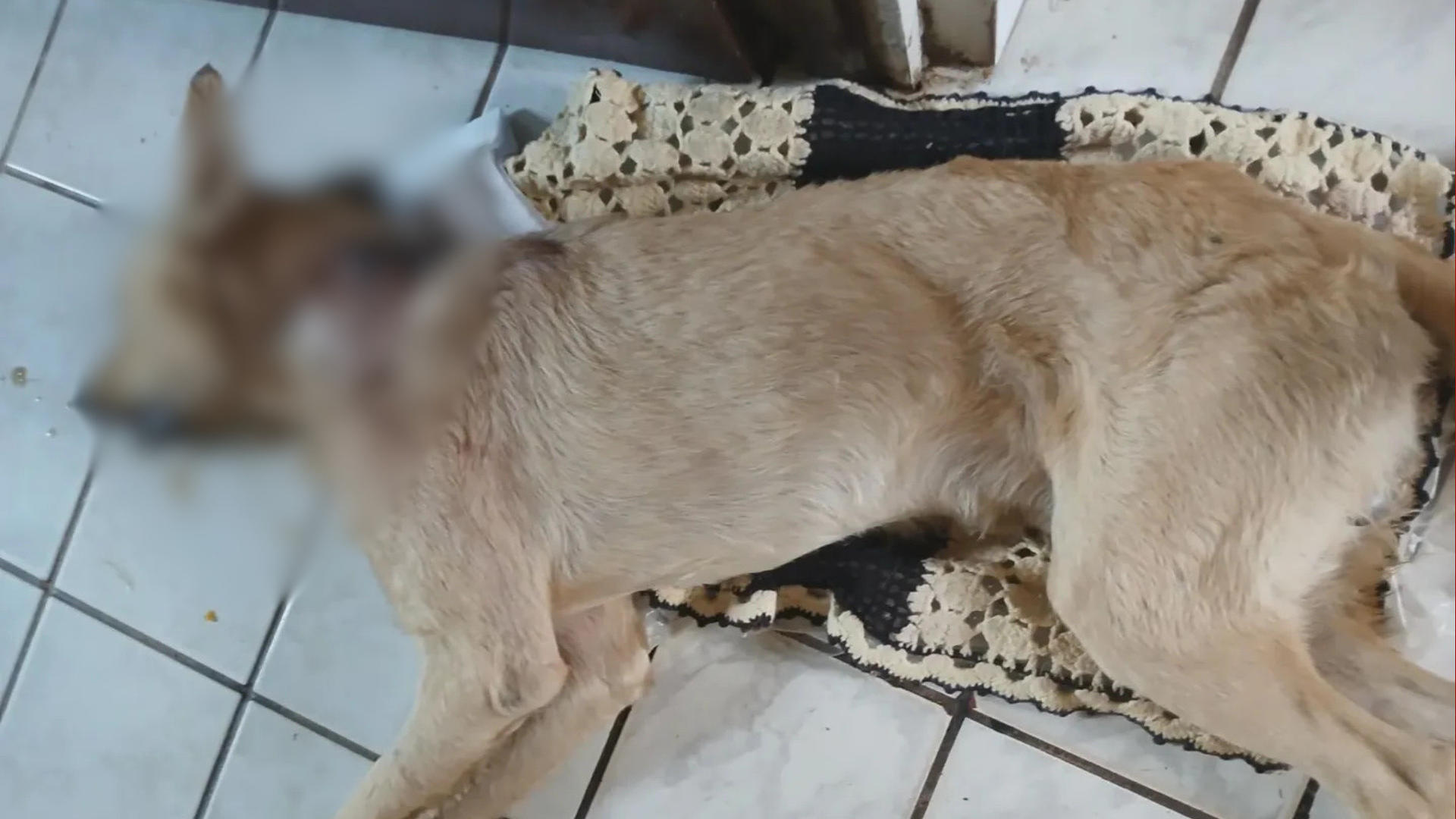 Suspeito de matar cachorro com facão é preso em Arari