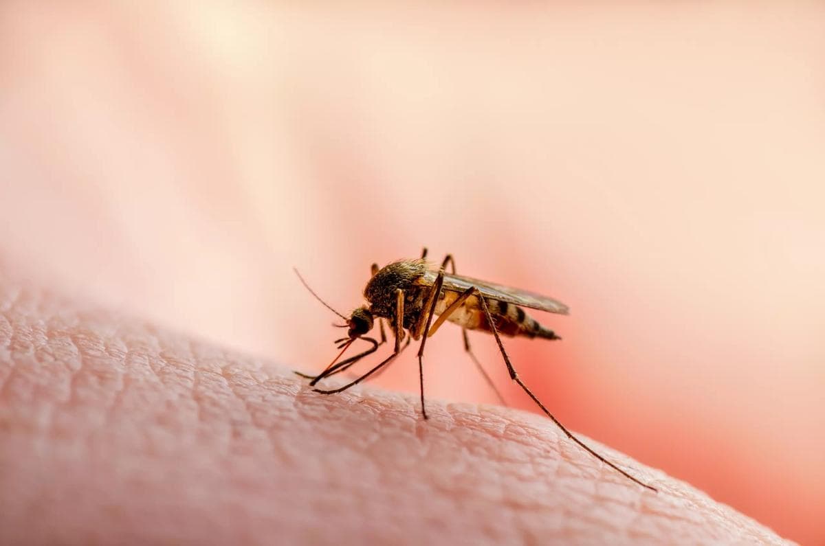 Acre lidera queda de casos de malária na Amazônia Legal no primeiro trimestre de 2026