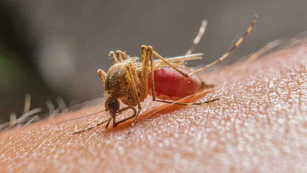 Acre fortalece combate à malária e Brasil atinge menor índice de casos em 46 anos