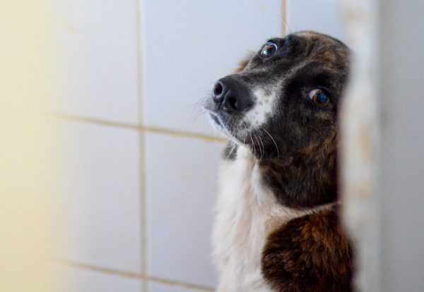 Lei define guarda compartilhada de pets; veja detalhes