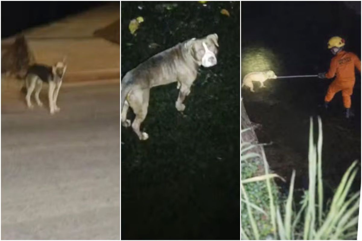 Amizade canina; veja…