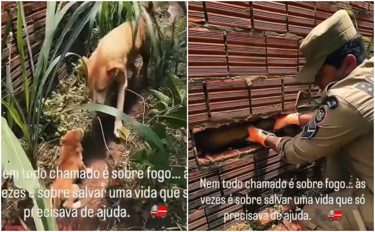 bombeiros salvam cadela presa entre muros