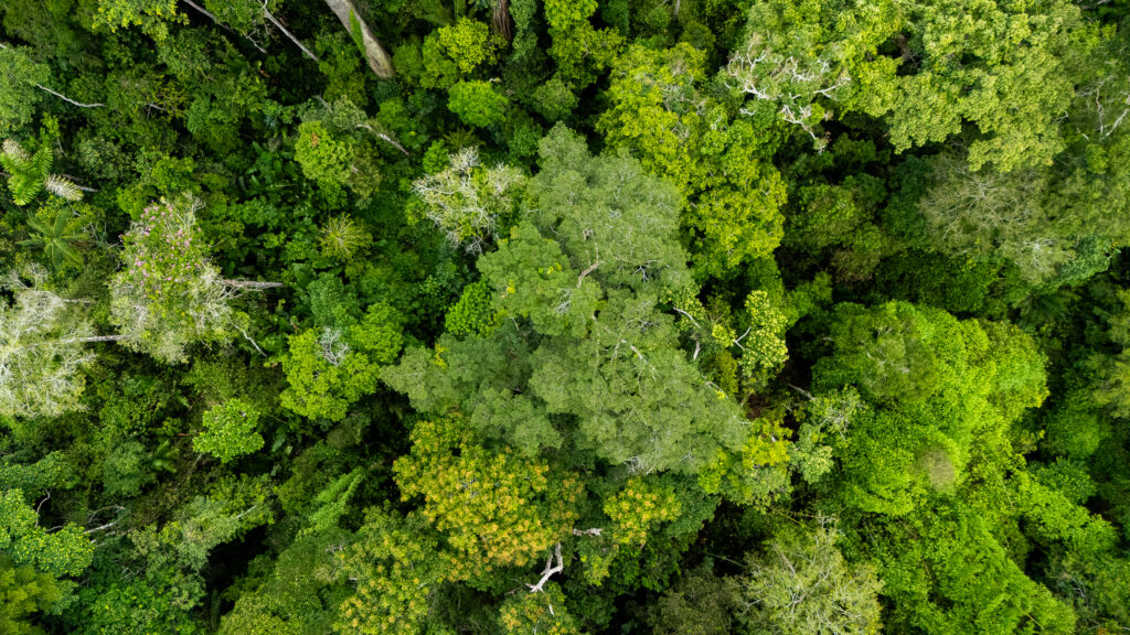 Exploração madeireira cai 49% no Acre, aponta Imazon