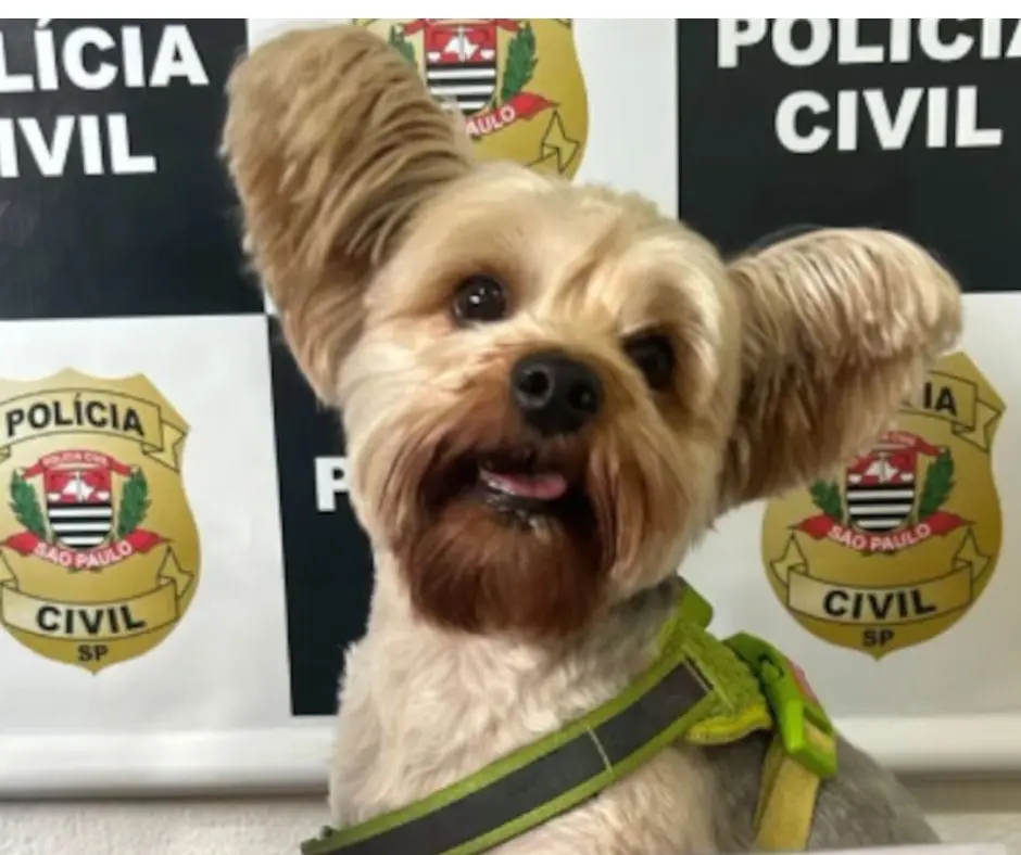 Homem usa máscara de silicone para furtar cachorro da ex