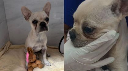 ​Cadela é resgatada e passa por cirurgia após ingerir 50 pedras de crack