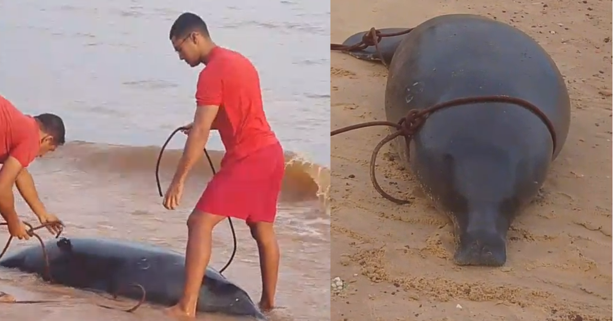 Peixe-boi é encontrado morto na praia do Chapéu Virado, em Mosqueiro