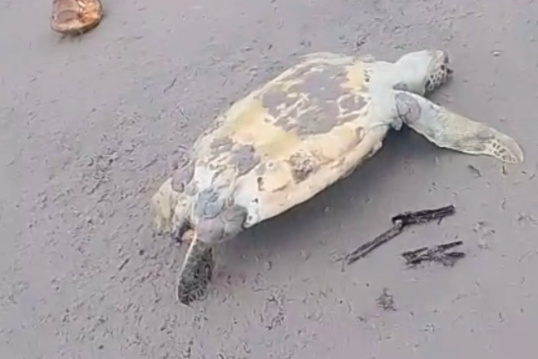 Tartaruga marinha é encontrada morta na Praia do Atalaia, em Salinópolis