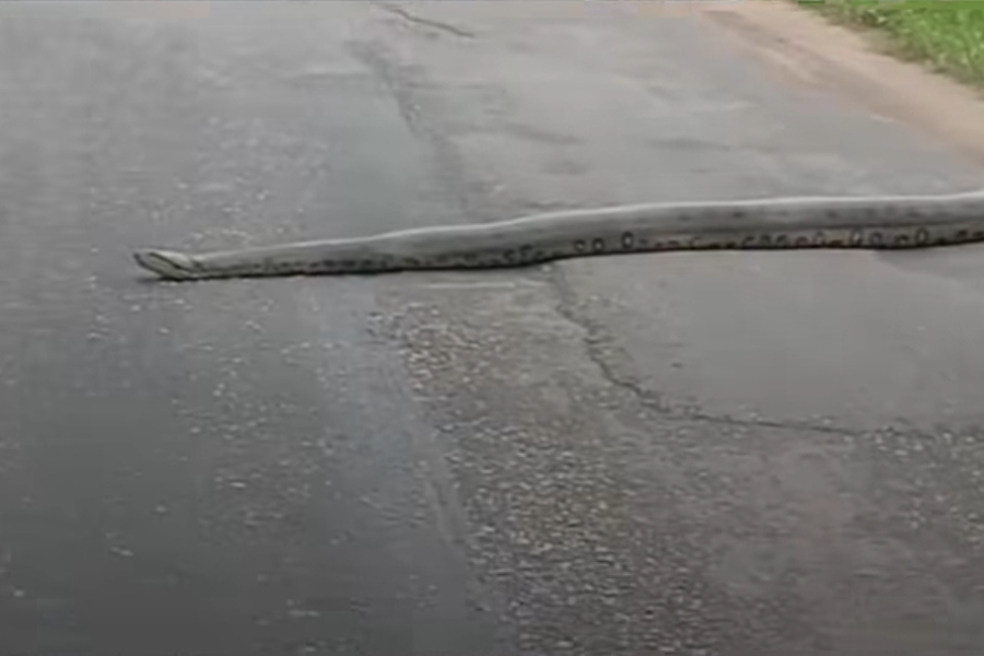 Vídeo: sucuri é flagrada tentando atravessar rua movimentada e assusta motoristas em Castanhal