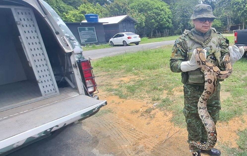 Jiboia de 3 metros é resgatada em escola na zona norte de Manaus