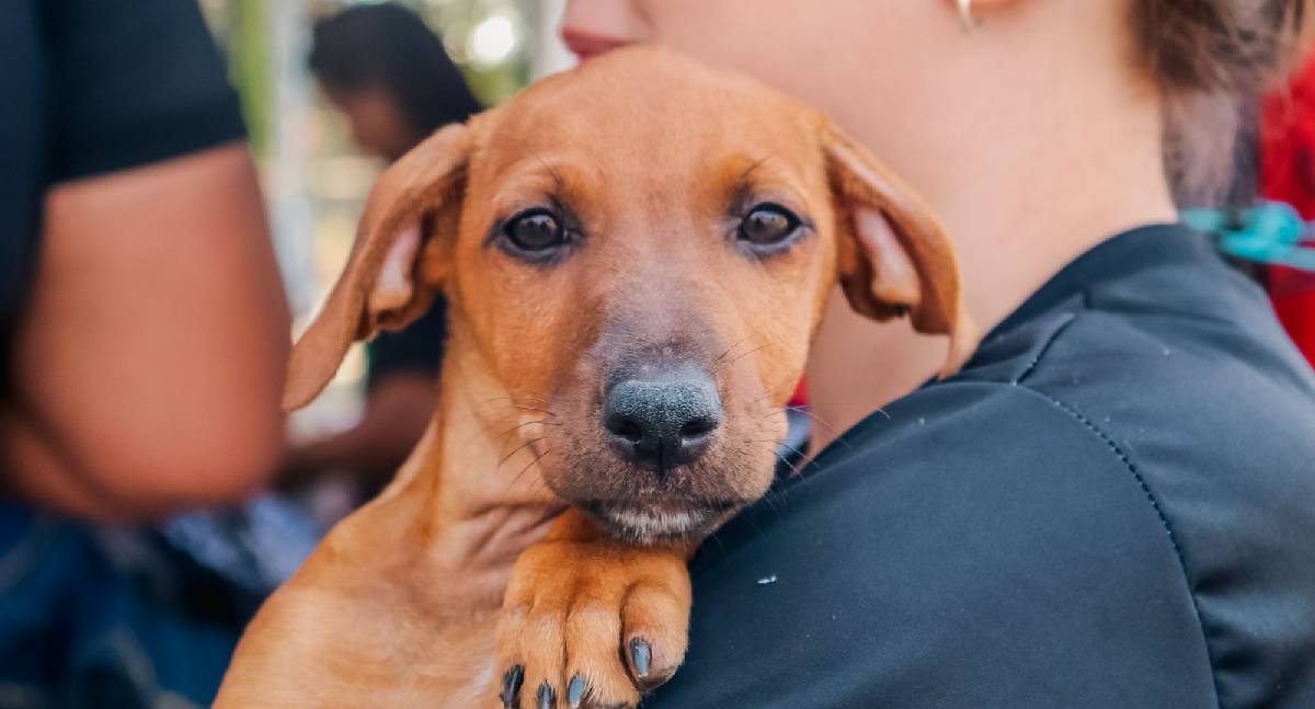 Feira de adoção em Porto Velho oferece cães e gatos neste sábado