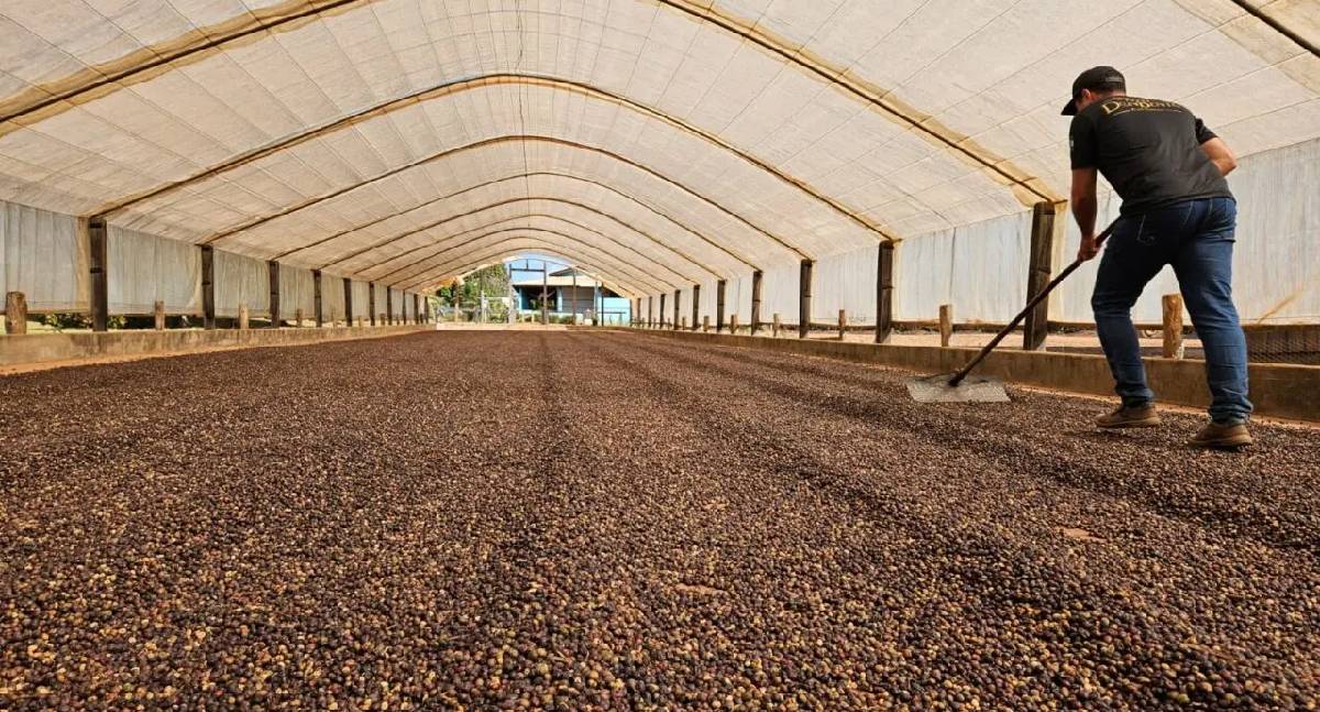 Incentivo do governo impulsiona produção de café em Rondônia