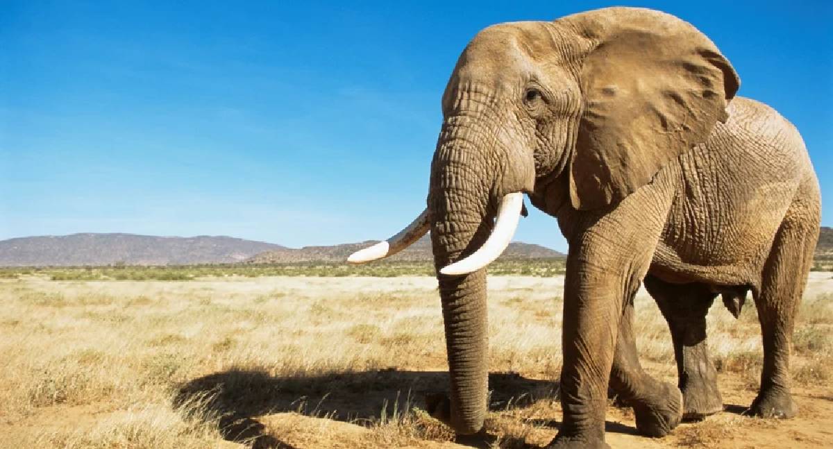 Caçador milionário morre esmagado por elefantes na África