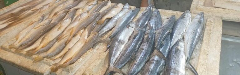 Preço altos afastam consumidores do pescado em São Luís