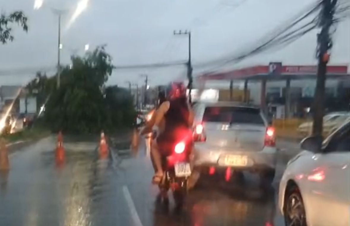 Chuva forte em São Luís: ao menos duas árvores caem em avenidas e veículos sofrem com buracos