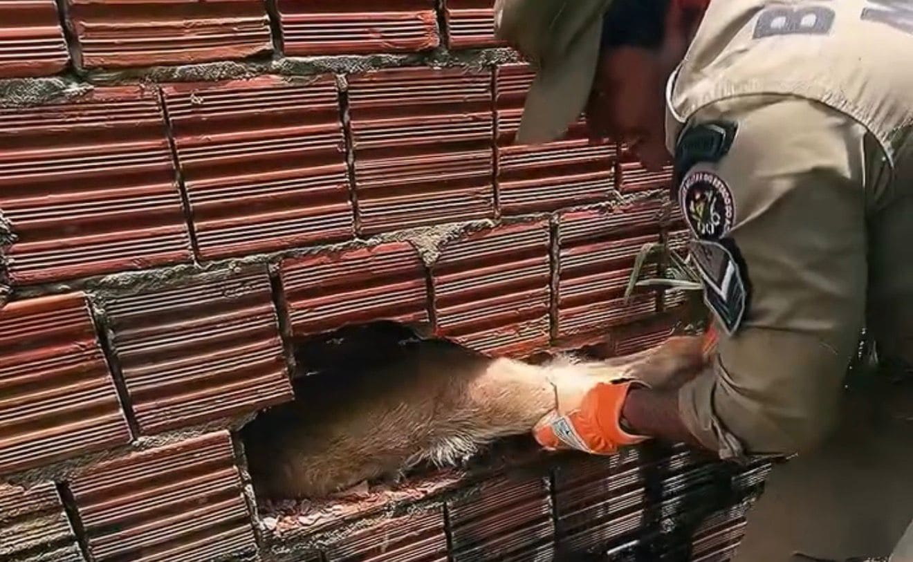 Cadela e filhote são resgatados após ficarem presos entre parede e muro no Acre; VÍDEO
