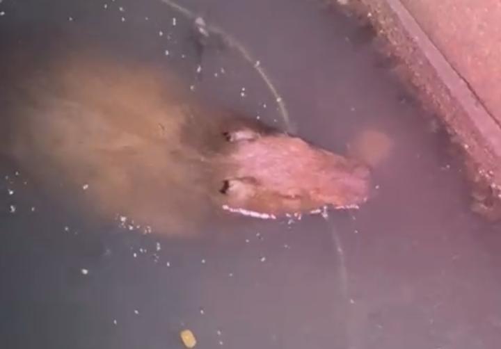 Vídeo: capivara é flagrada em canal da Três de Maio, em Belém
