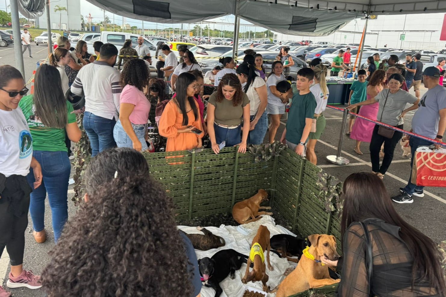 Pets encontrados em abrigos serão disponibilizados para adoção em feira neste sábado (11)