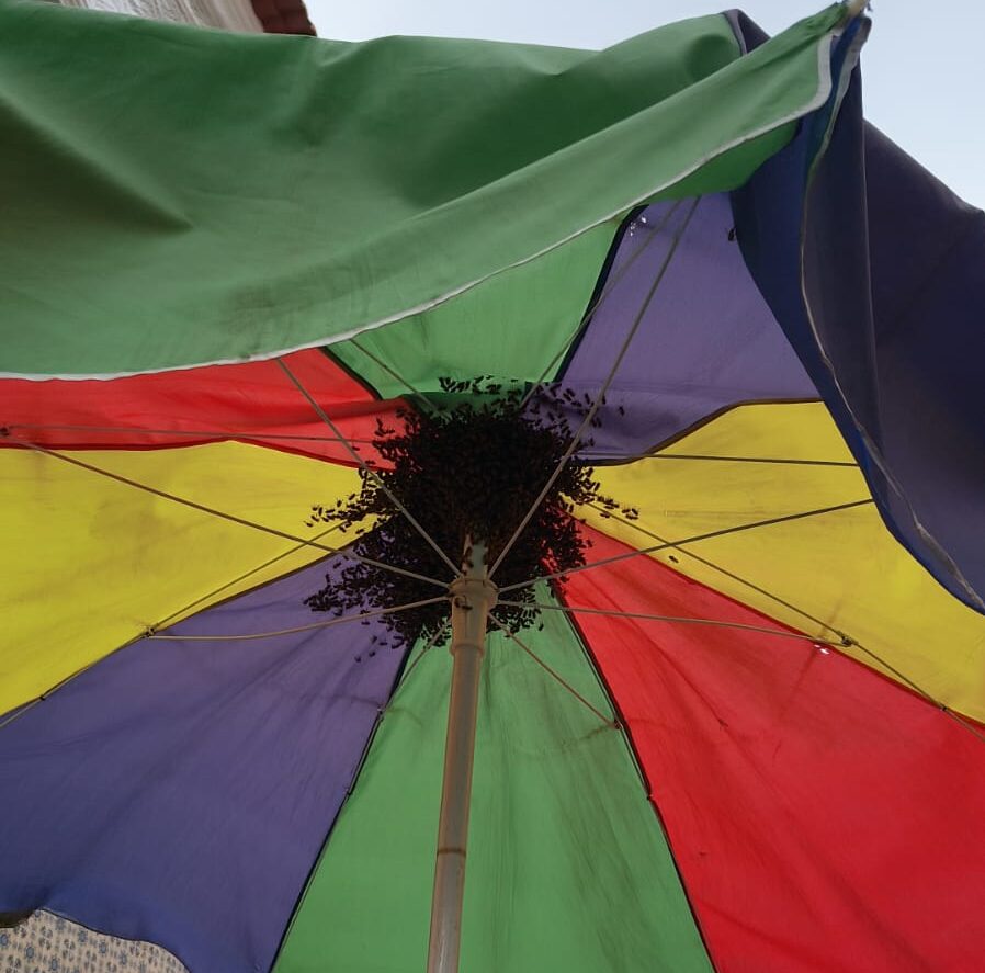 Enxame de abelhas causa correria e força fechamento de lojas na Rua Grande, em São Luís