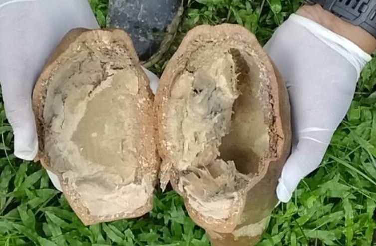 Idaf investiga suspeita de monilíase em plantação de cupuaçu no interior do Acre