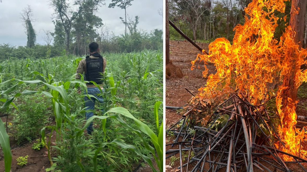 Homem é preso e mais de 10 mil pés de maconha são destruídos pela polícia em Grajaú