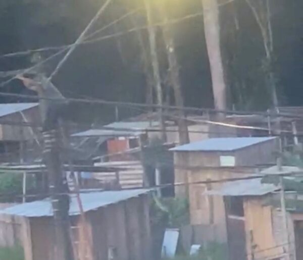 Vídeo: Homem é flagrado intervindo na rede elétrica em área de invasão no Tenoné, em Belém