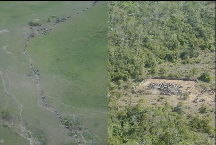 Ações tentam retirar búfalos ilegais e conter danos ambientais em reserva no Amapá – SelesNafes.com