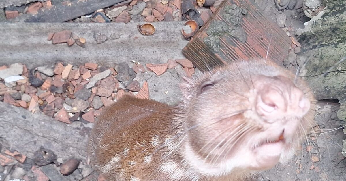 Ação contra cativeiros ilegais resgata mais de 50 animais silvestres em Manaus