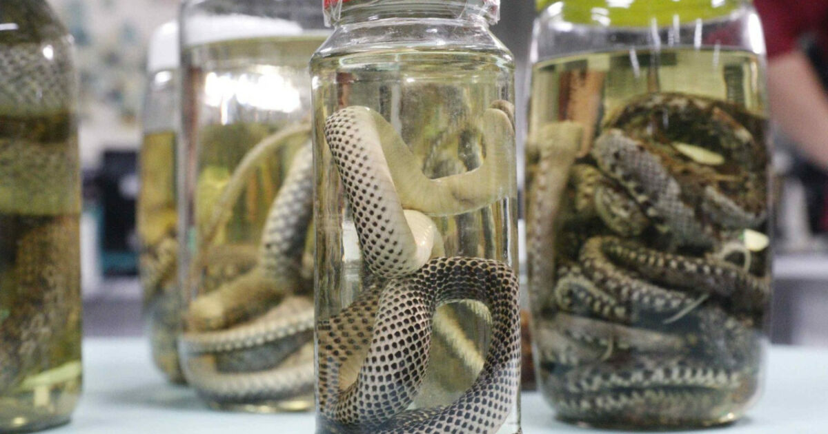 Em três meses, Amazonas registra 999 acidentes com animais peçonhentos
